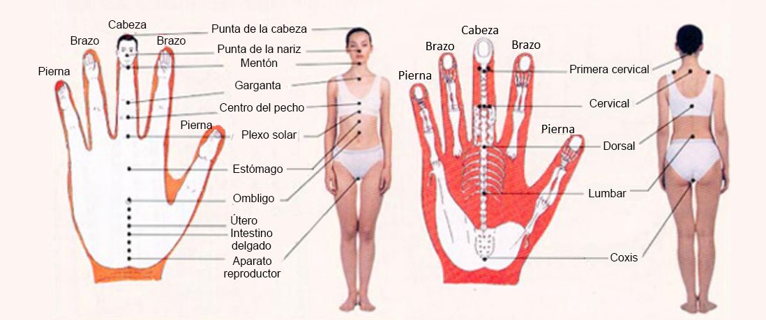 Puntos de la manopuntura